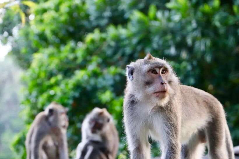 Bali: Ubud Monkey Forest, Waterfall, and Rice Terrace Tour - Who will enjoy this Ubud tour most