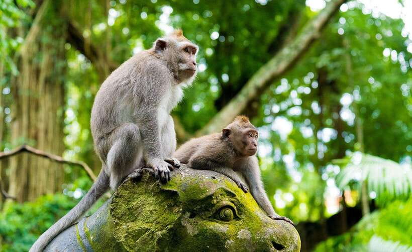 Bali: Ubud Monkey Forest, Waterfall, and Rice Terrace Tour - Cooling off at Tegenungan Waterfall