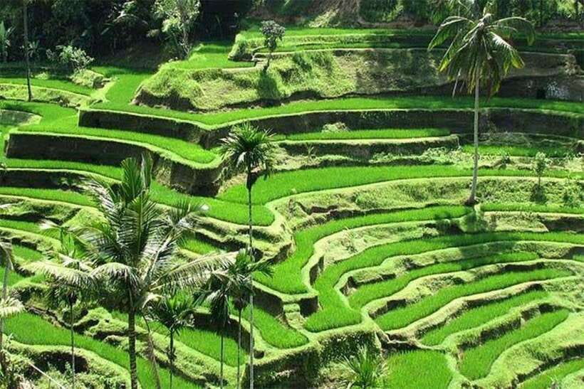 Bali: Ubud Monkey Forest, Waterfall, and Rice Terrace Tour - Starting with Ubud’s Sacred Monkey Forest