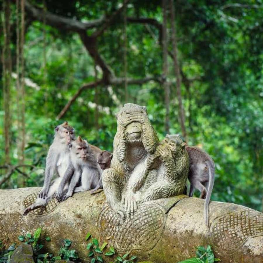 Bali ubud : monkey forest, waterfall , temple - Meeting the macaques at Sacred Monkey Forest