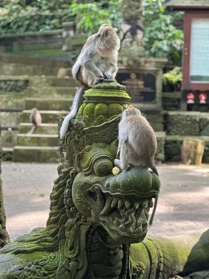 Bali ubud : monkey forest, waterfall , temple - Tegalalang Rice Terrace and the swing stop