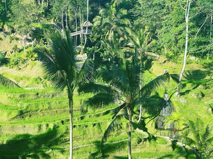 Bali ubud : monkey forest, waterfall , temple - Tegenungan Waterfall near Ubud