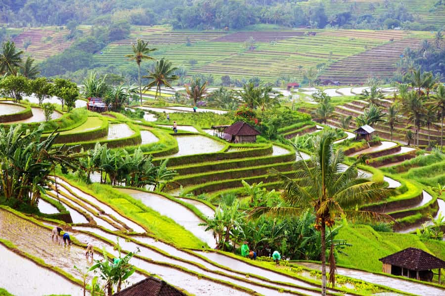 Bali: Water Temple, Waterfalls and Unesco Rice Terrace Tour - Rain, crowds, and changing plans