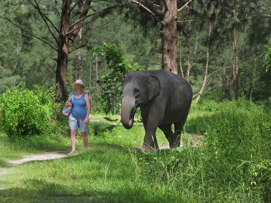 Bamboo Rafting, Waterfall, lunch, Elephant, and Turtle Tour - One day, four very different sides of Khao Lak