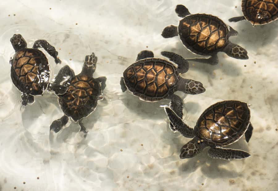 Bamboo Rafting, Waterfall, lunch, Elephant, and Turtle Tour - Sea turtles at the Tablamu Navy Base