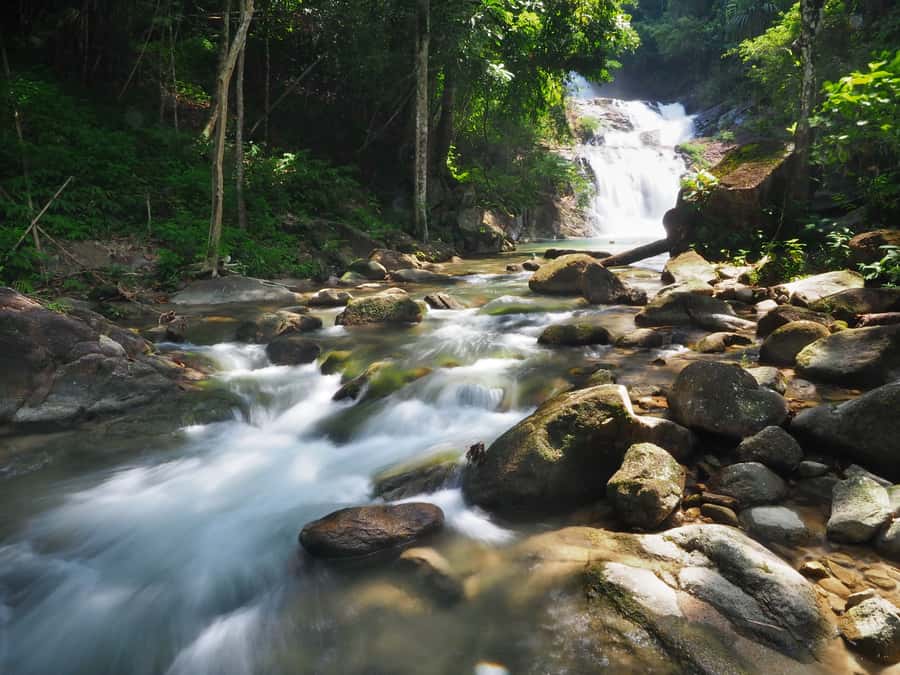 Bamboo Rafting, Waterfall, lunch, Elephant, and Turtle Tour - Who will enjoy this day most