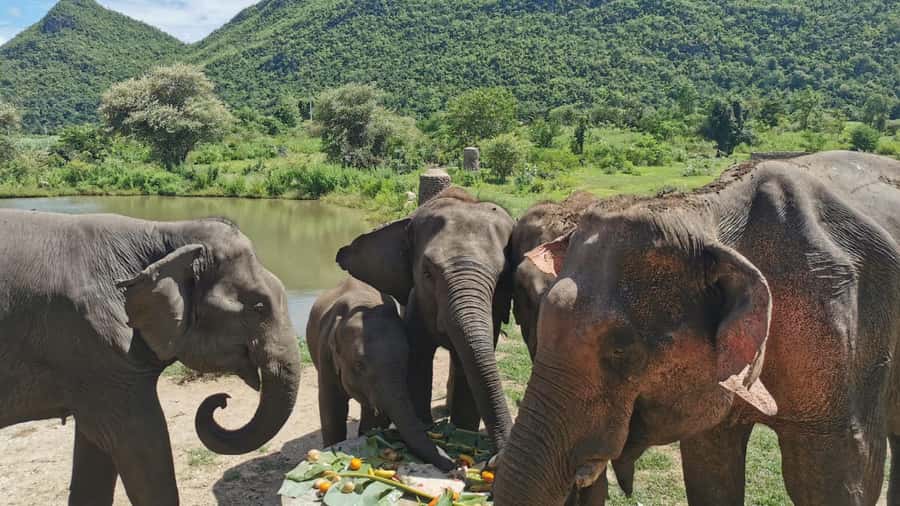 Bangkok: Elephants World & Erawan Waterfall in Kanchanaburi - What the elephant session feels like in practice