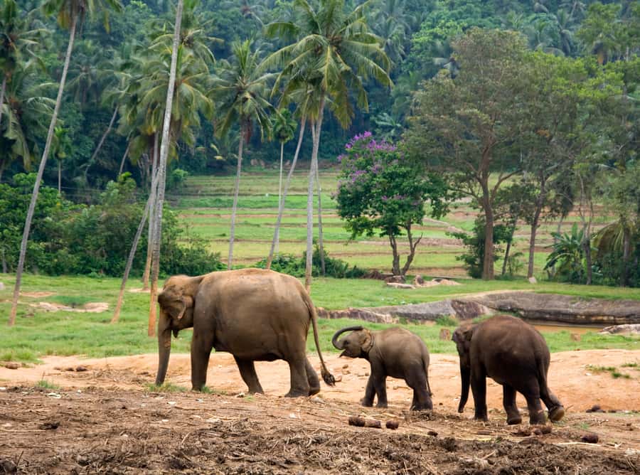 Bangkok: Erawan Park & Elephant observation Private Tour - Key points to know