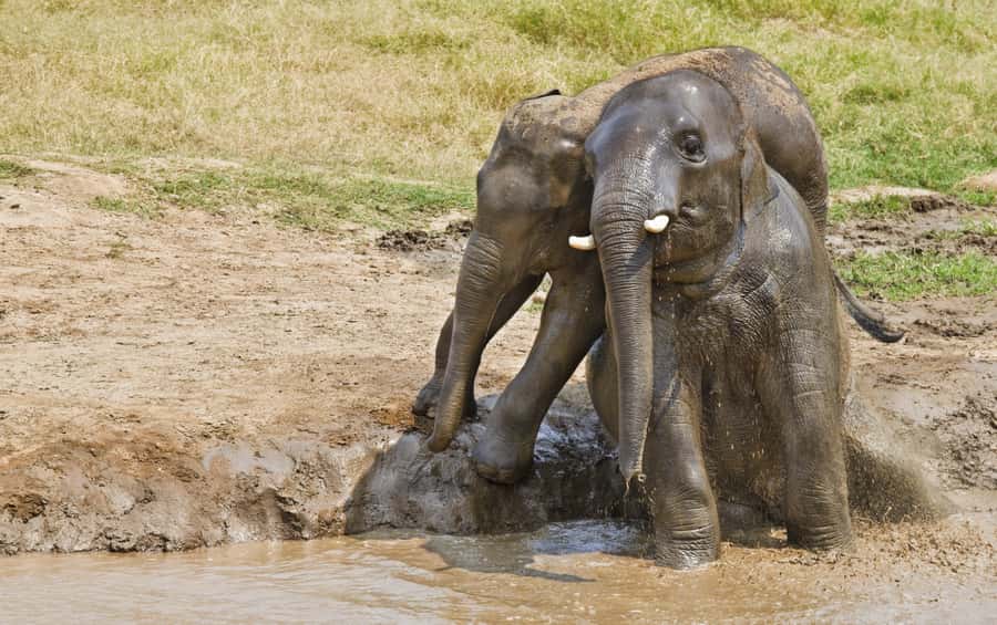 Bangkok: Erawan Park & Elephant observation Private Tour - Why the waterfall climb works well