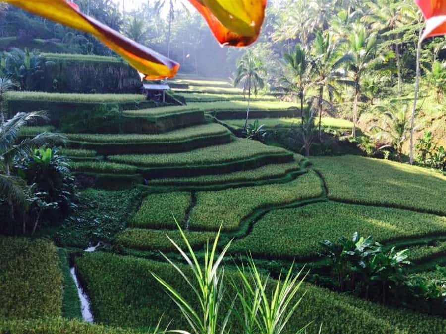 Banyumala Waterfall Trek, Bedugul and Lake Beratan Tour - Why this private Bali day trip works