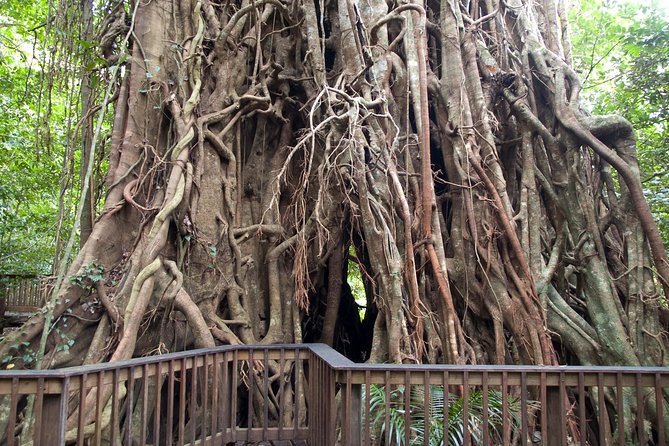 Barron Gorge and Kuranda National Park Half Day Rainforest and Waterfall 4WD Tour from Cairns - Key points before you book
