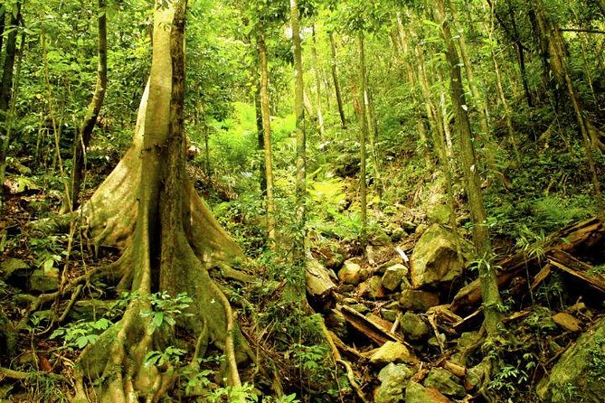 Barron Gorge and Kuranda National Park Half Day Rainforest and Waterfall 4WD Tour from Cairns - The guide makes the difference