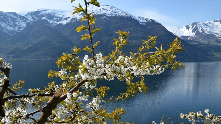 Bergen: Hardangerfjord, Voss Gondola & 3 Great Waterfalls - Crossing Hardanger Bridge toward Eidfjord