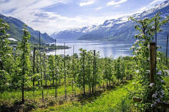 Bergen: Hardangerfjord, Waterfalls, Culture & Apple pie - The real character of this Hardangerfjord trip