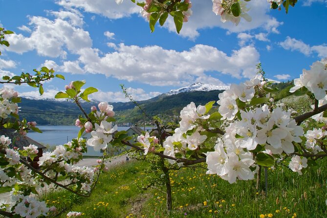 Bergen: Hardangerfjord, Waterfalls, Culture & Apple pie - The long return through Kvamskogen