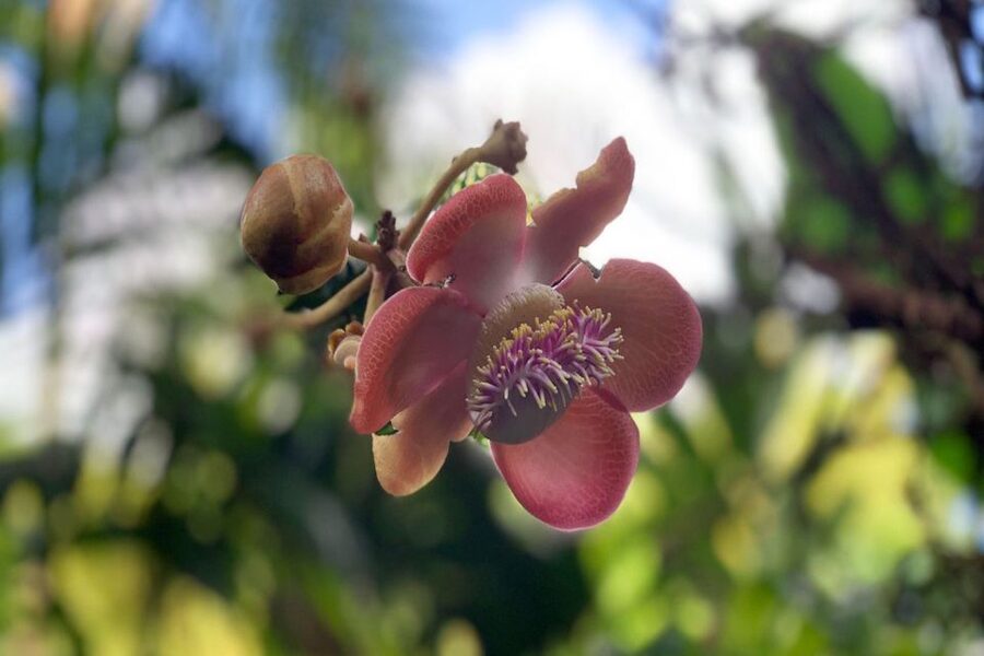 Big Island: Waterfall Tour with Swimming & Botanical Garden - Weather is part of the experience