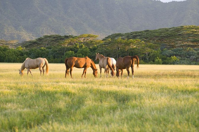 Big Island Waterfalls Tour with Swimming and Botanical Garden - Key points to know before booking