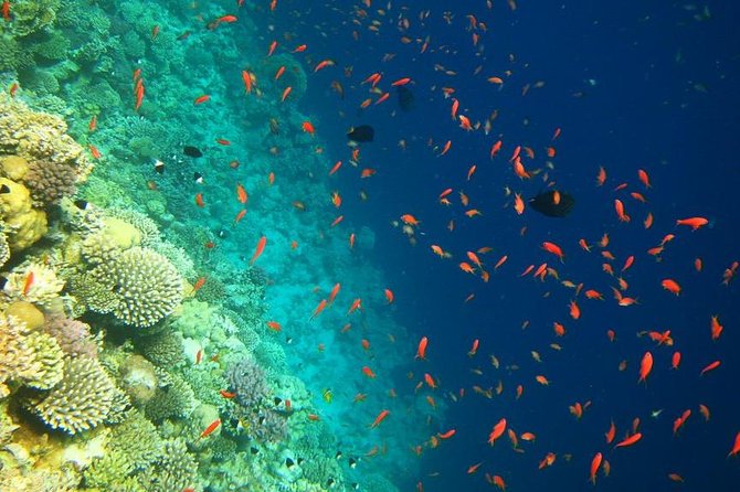 Blue Hole Snorkeling Tour with lunch from Dahab - Choosing a camel return