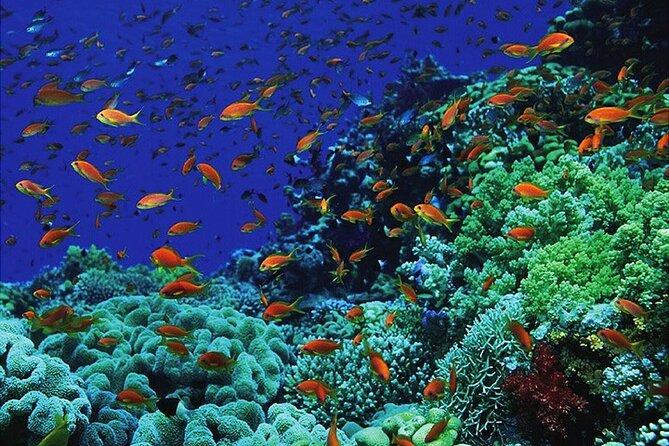 Blue Hole Snorkeling Tour with lunch from Dahab - Group size, timing, and personal attention