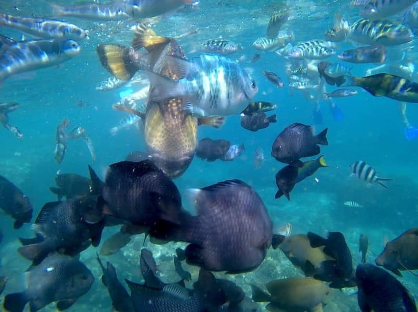 Blue Lagon Snorkeling, Waterfall, and Celuk Village Tour - Two snorkeling sites before the inland stops