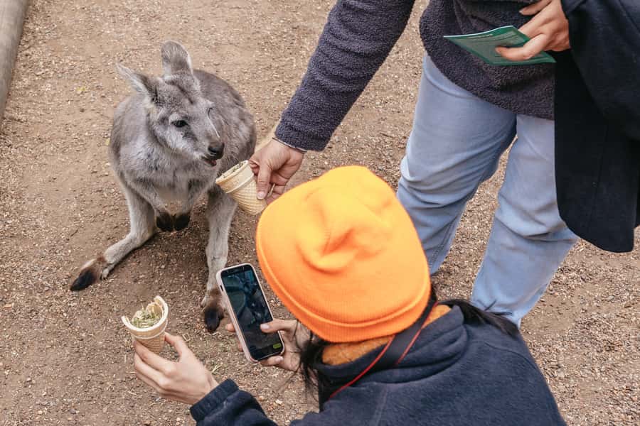Blue Mountain Small Group Scenic World, Wildlife, Waterfall - Echo Point and the Three Sisters