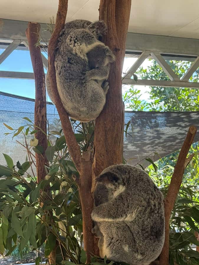 Blue Mountain Small Group Scenic World, Wildlife, Waterfall - Guides, vehicles, and group size