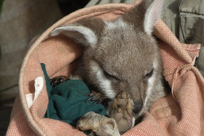 Blue Mountains Day Tour With Bushwalks, Waterfalls & Featherdale - Featherdale Wildlife Park