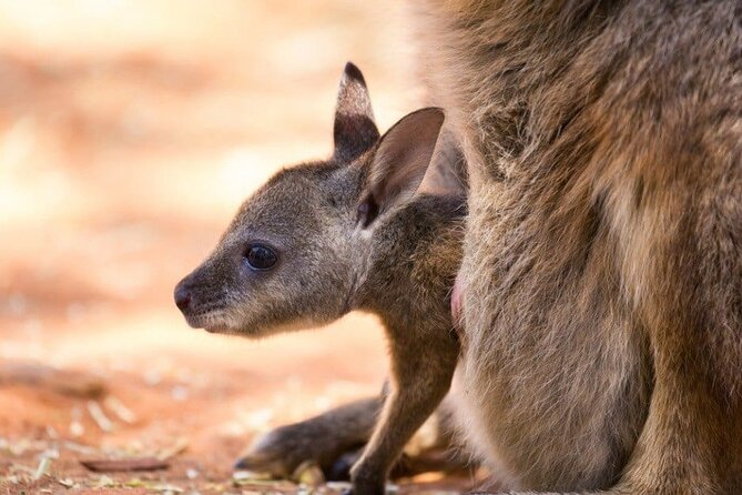 Blue Mountains Private Tour | Koala, Kangaroo, & Waterfalls Day - Echo Point gives you the classic Katoomba view