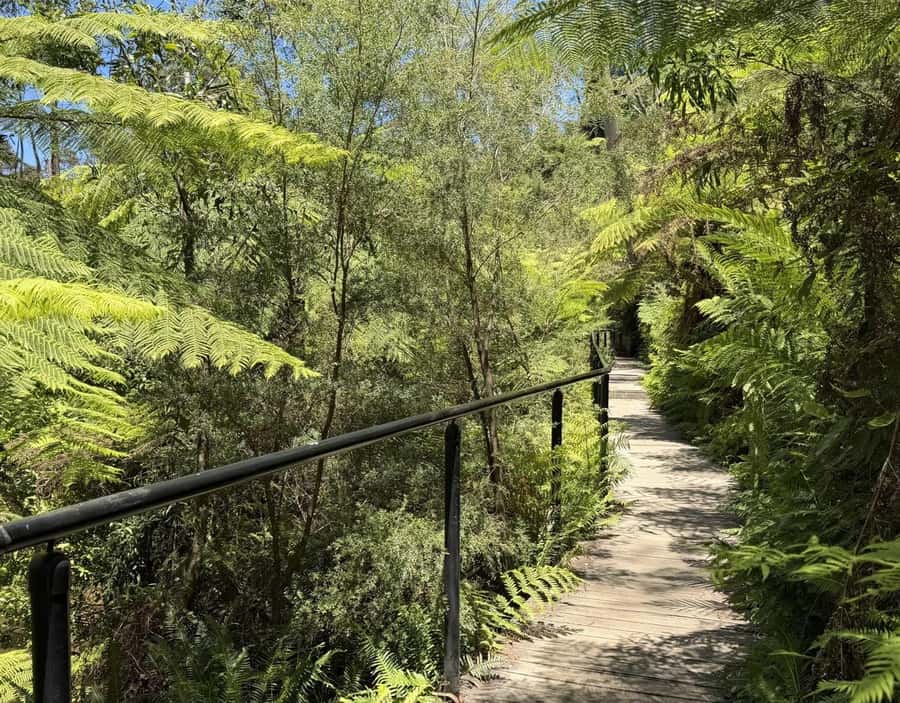 Blue Mountains Tour, Katoomba Falls & Cockatoos Small Group - Key details before you book