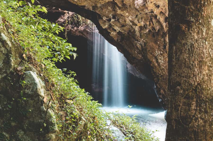 Brisbane: Rainforests, Waterfalls and Glow Worm Cave Tour - Key points to know before you book