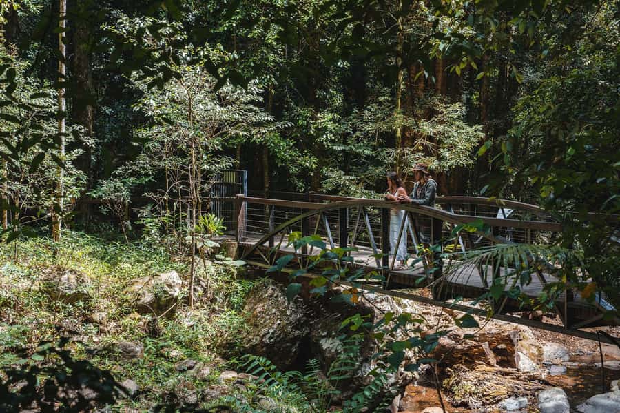Brisbane: Rainforests, Waterfalls and Glow Worm Cave Tour - From Brisbane to the Gondwana rainforests