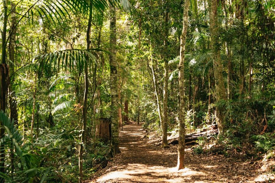 Brisbane: Rainforests, Waterfalls and Glow Worm Cave Tour - Cedar Creek Glow Worm Caves: a gentle introduction