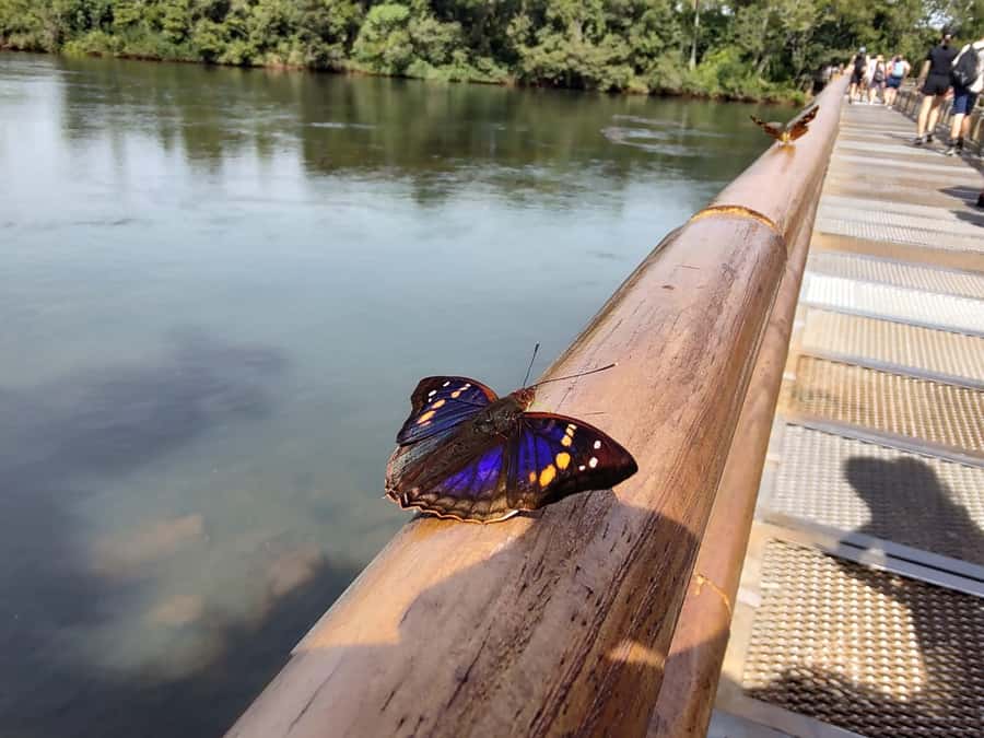 Buenos Aires: Iguazu Falls Private Tour with Flights - What the private format changes