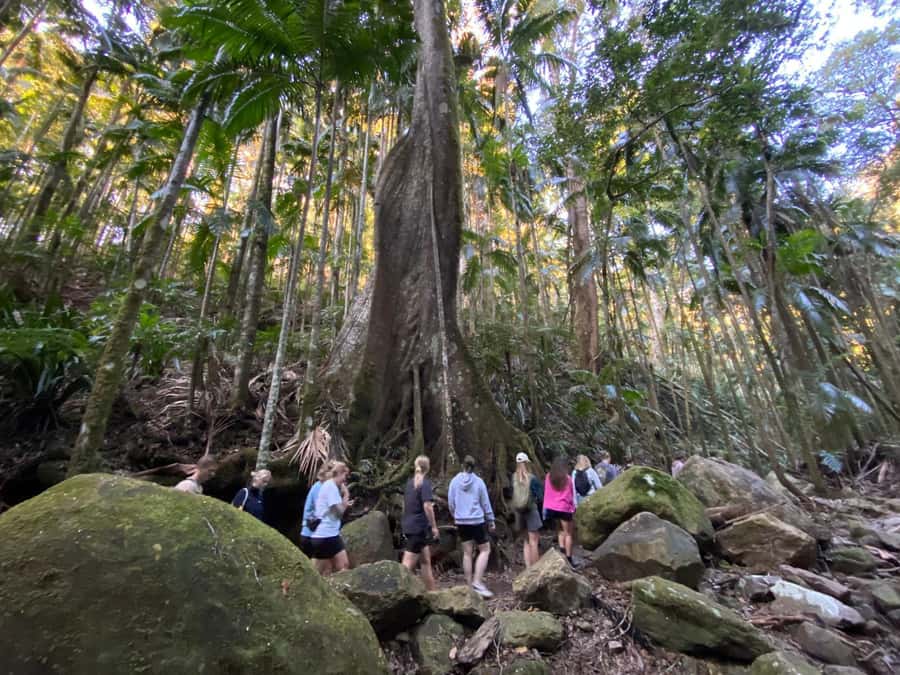 Byron Bay: Glowworms, Waterfalls & Rainforest Experience - A Light Vegetarian Dinner Before the Glowworms