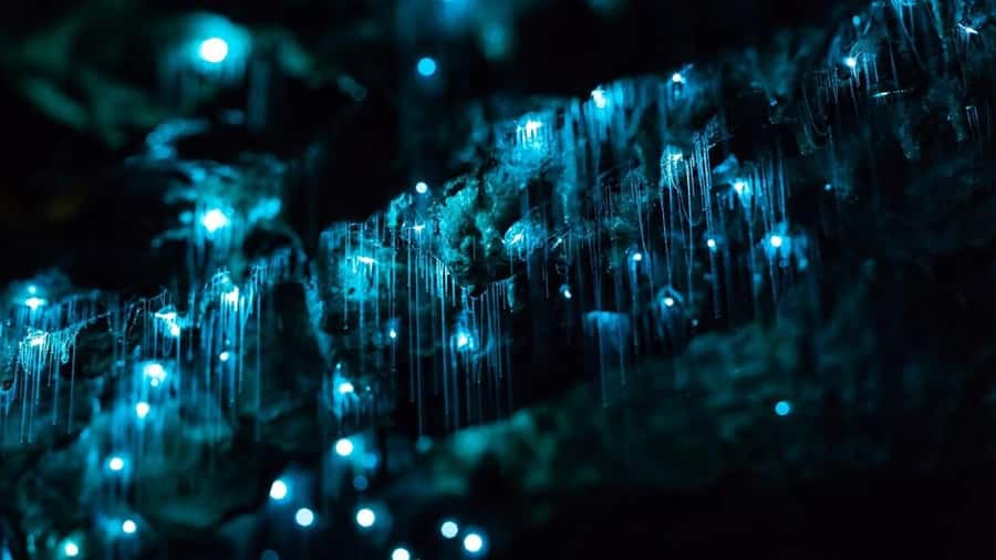 Byron Bay: Glowworms, Waterfalls & Rainforest Experience - Lookouts That Give the Tour Its Daylight Shape