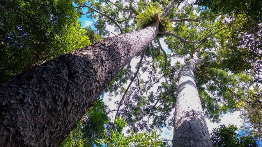 Cairns: Paronella, Lake Barrine & Millaa Millaa Falls Tour - Guides, coach comfort, and group size