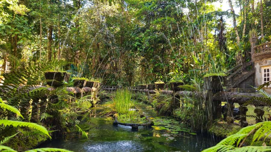Cairns: Paronella, Lake Barrine & Millaa Millaa Falls Tour - Lake Barrine morning tea and ancient kauri pines