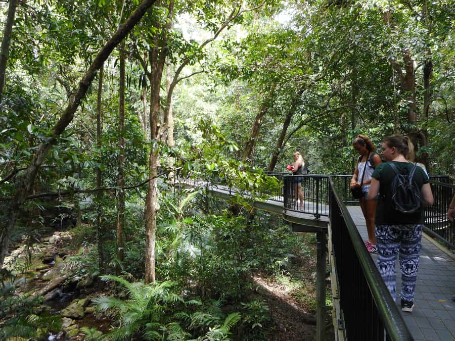 Cairns: Waterfall and Daintree Rainforest Tour - 2 Day Tours - Five things to know before you book