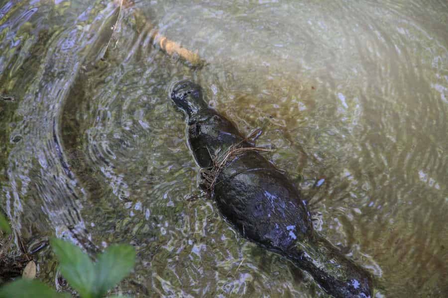 Cairns: Waterfall and Daintree Rainforest Tour - 2 Day Tours - Day two: the road to Mossman Gorge