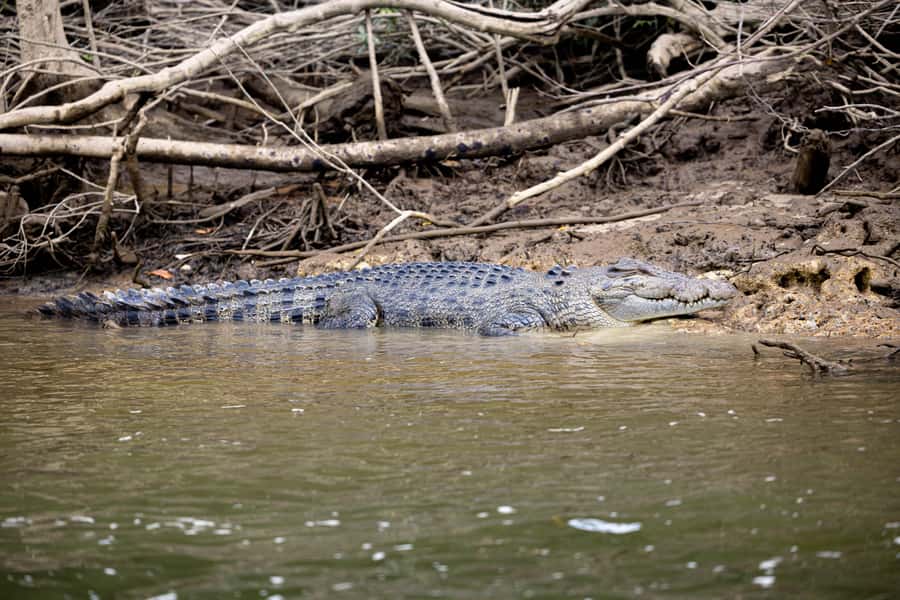 Cairns: Waterfall and Daintree Rainforest Tour - 2 Day Tours - Guides, group size, and the quality of the day