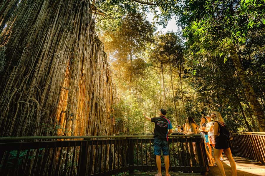 Cairns: Waterfall and Daintree Rainforest Tour - 2 Day Tours - Day one: Babinda Boulders and Josephine Falls