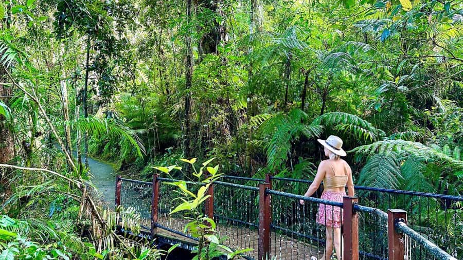 Cairns: Waterfall Tour with Lunch - Cathedral Fig Tree and the rainforest’s older stories