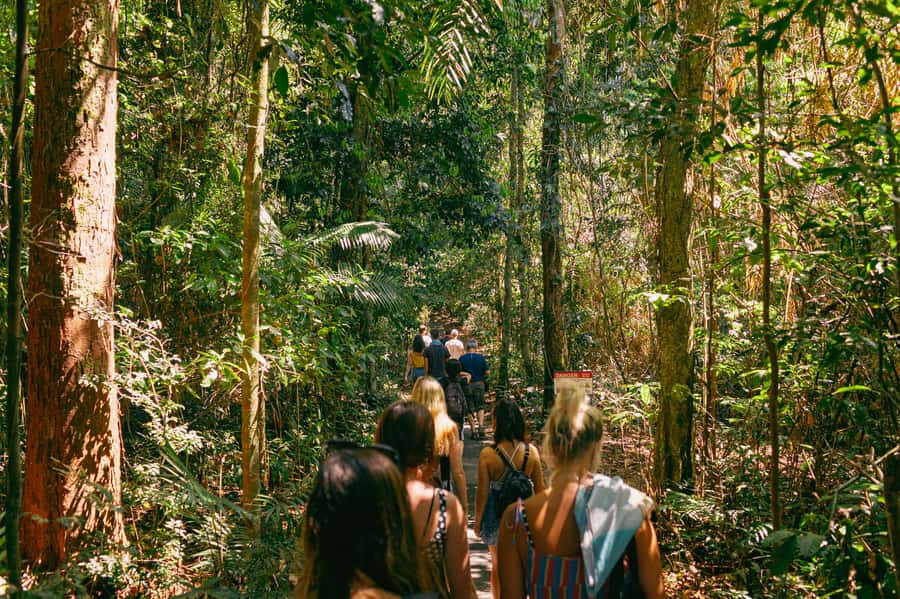 Cairns: Waterfall Tour with Lunch - Millaa Millaa Falls, the classic photograph