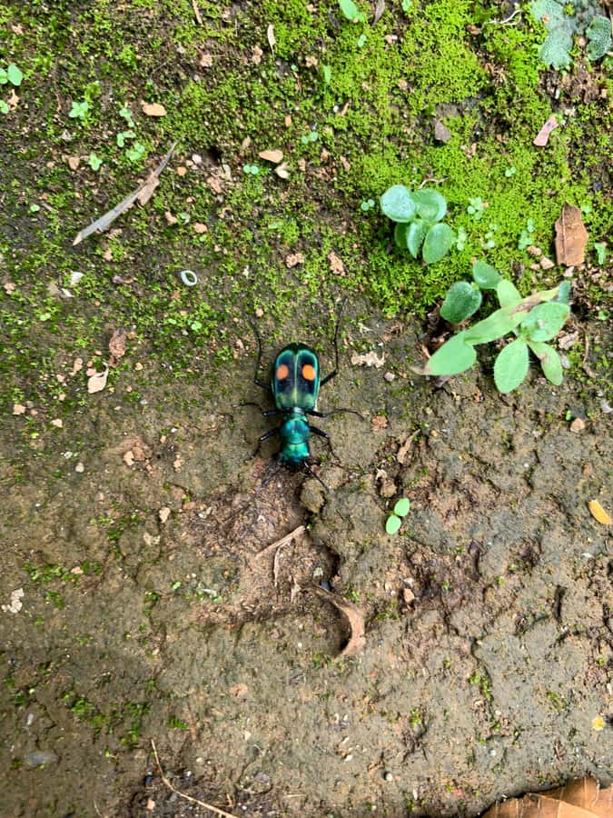 Cali: Tour of Waterfall in Pance River - Chorrera del Indio - Adding Pance Park for a Longer River Stop