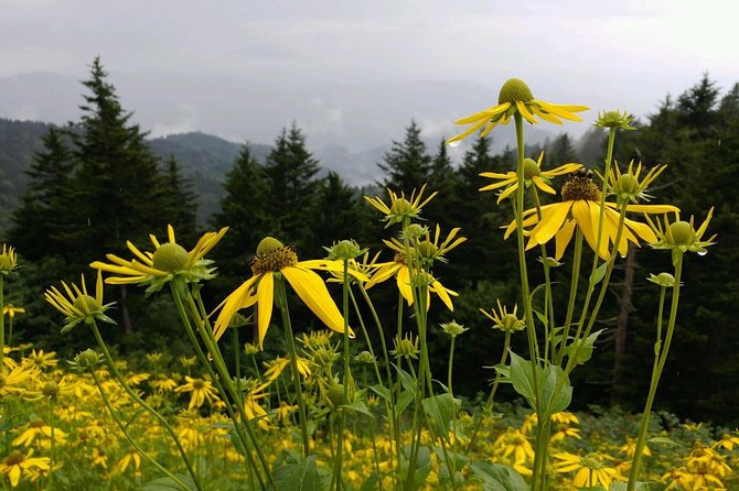 Carolina Waterfalls and Highlands Private VIP Boutique Tour - Dry Falls is the day’s signature stop