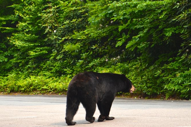 Carolina Waterfalls and Highlands Private VIP Boutique Tour - Little Tennessee River Greenway starts the day gently