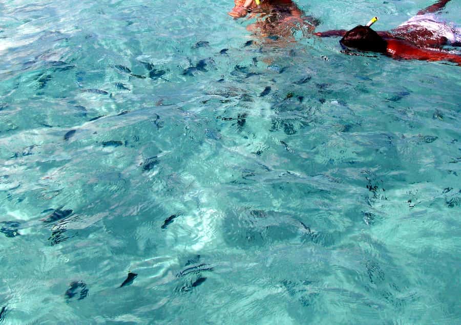 Catamaran Trip to Ile au Cerfs with Lunch and GRSE waterfall - Who should book this excursion?