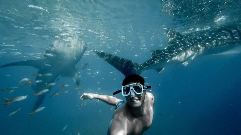 Cebu City: Whale Shark Swimming & Kawasan Falls Canyoneering - Key points to know before booking