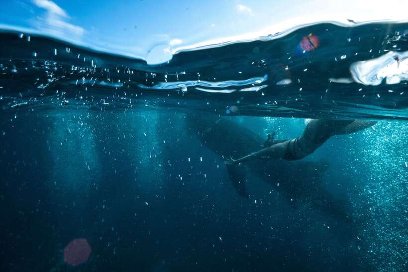 Cebu City: Whale Shark Swimming & Kawasan Falls Canyoneering - A 2 a.m. start for two big Cebu attractions