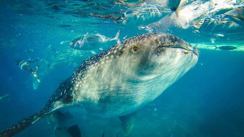 Cebu City: Whale Shark Swimming & Kawasan Falls Canyoneering - Lunch in Badian before the physical part
